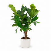 Ficus Lyrata (100cm, Ø26cm Set), Stylingbeispiel im Übertopf (Übertopf nicht enthalten)