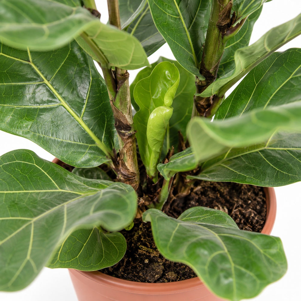 Ficus Lyrata (100cm, Ø27cm Set), Nahaufnahme Wuchs und Triebansatz