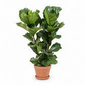 Ficus Lyrata (100cm, Ø27cm Set), Stylingbeispiel im Übertopf (Übertopf nicht enthalten)