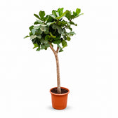 Ficus Lyrata (230cm, Ø40-45cm) im Kulturtopf
