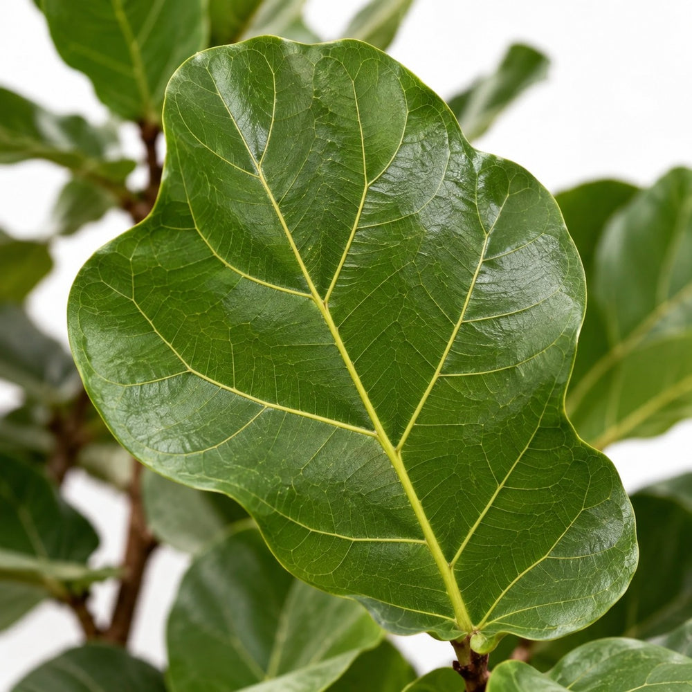 Ficus Lyrata (230cm, Ø40-45cm), Nahaufnahme Blatt