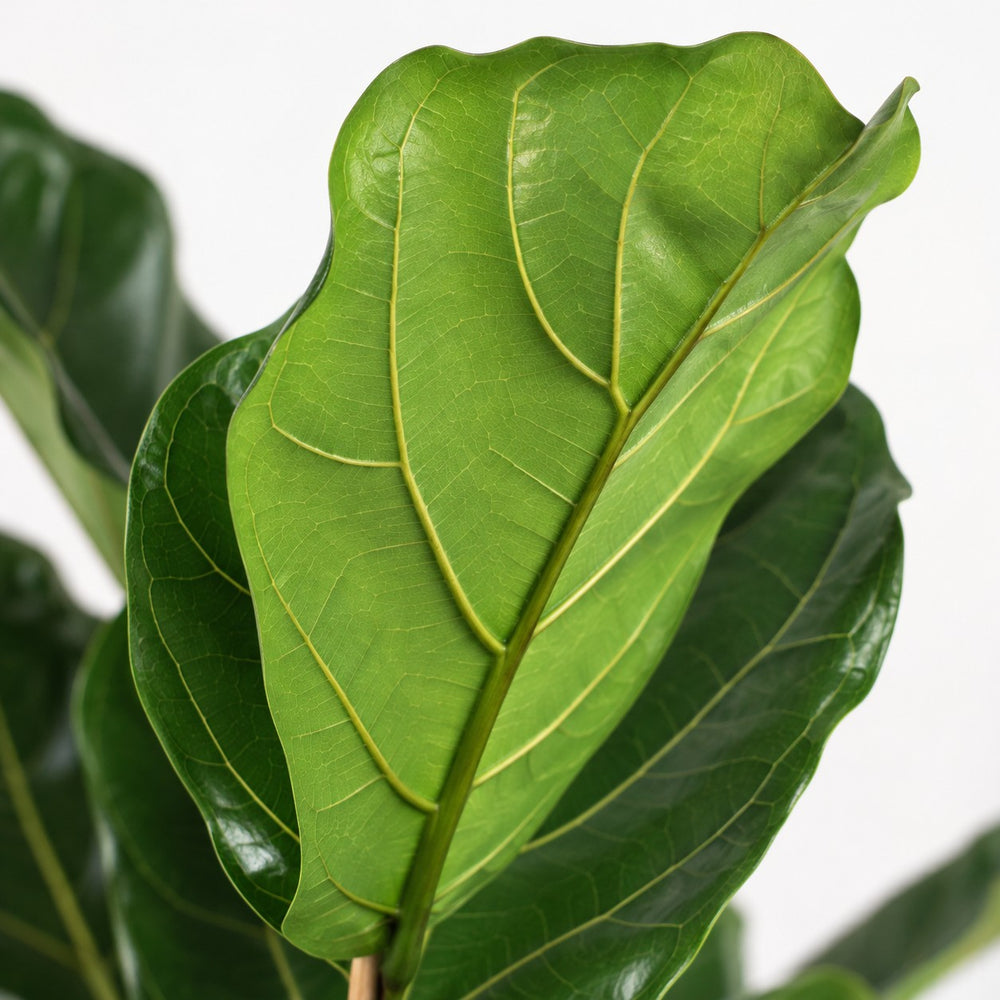 Ficus Lyrata (60cm, Ø17cm), Nahaufnahme Blatt