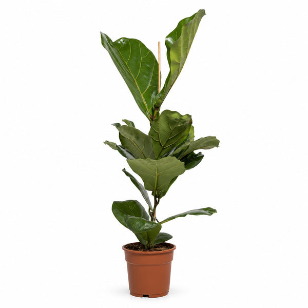 Ficus Lyrata - 60cm im Kulturtopf