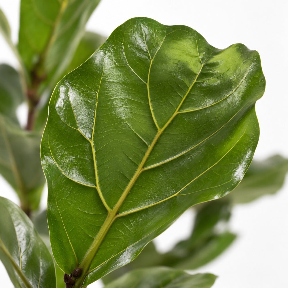 Ficus Lyrata, Nahaufnahme Blatt