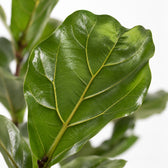 Ficus Lyrata, Nahaufnahme Blatt