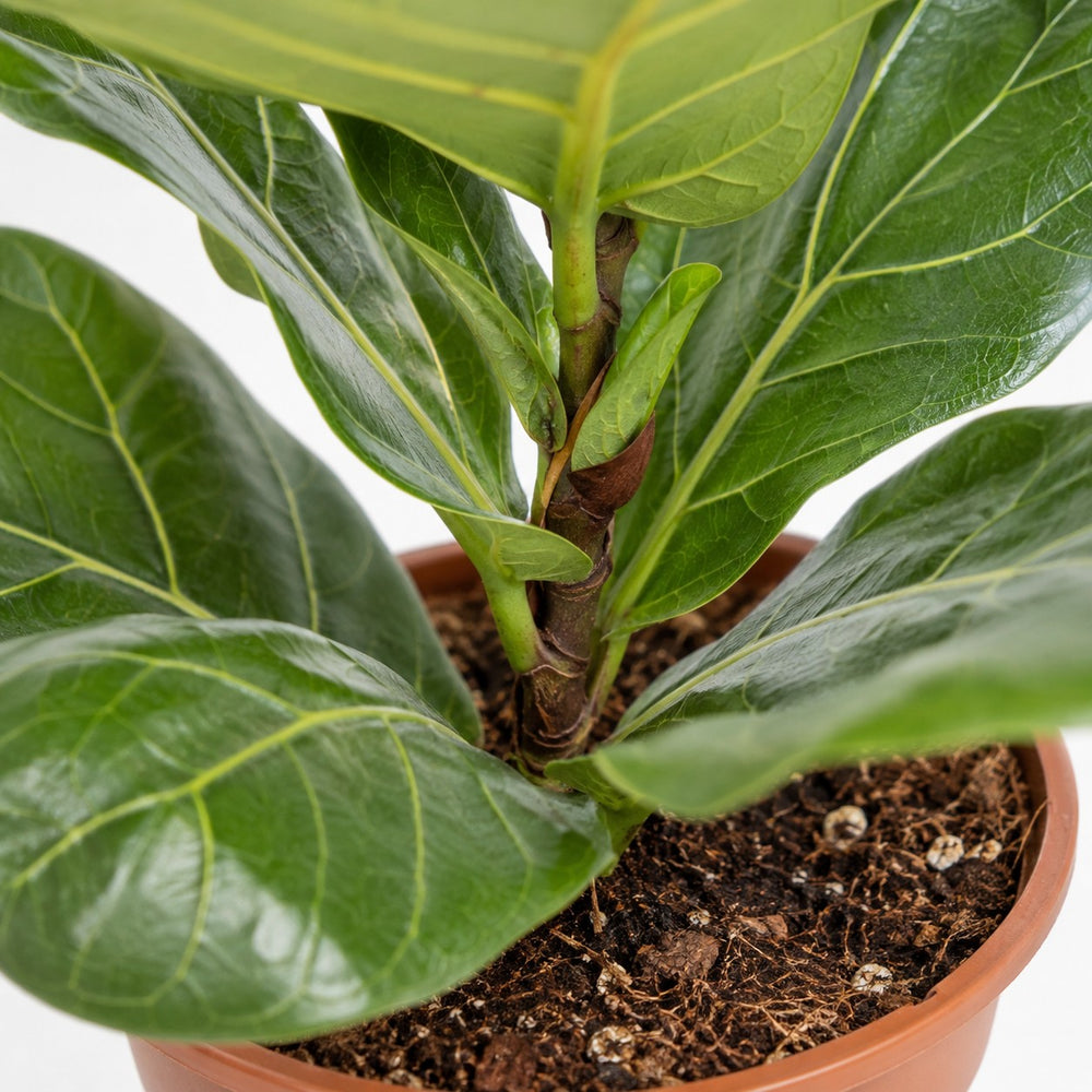 Ficus Lyrata, Nahaufnahme Wuchs und Triebansatz