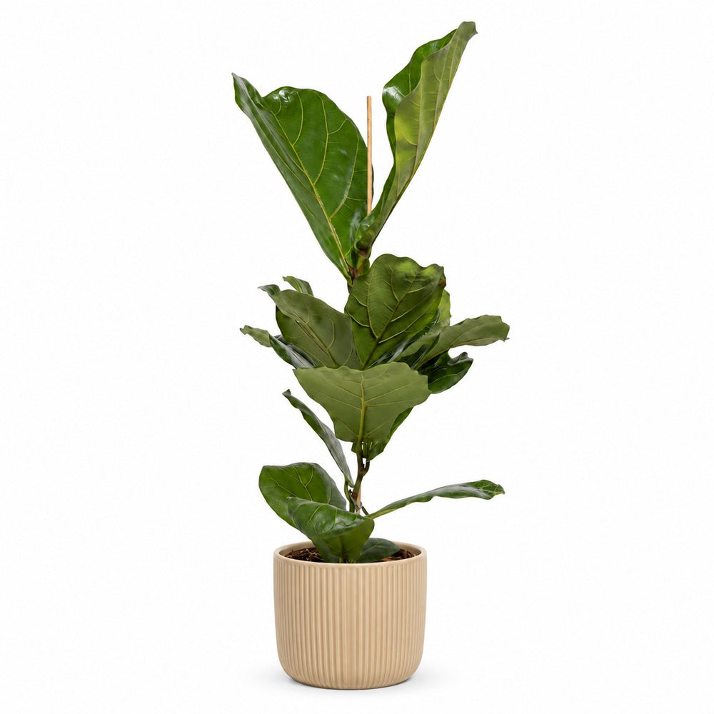 Ficus Lyrata - 60cm, Stylingbeispiel im Übertopf (Übertopf nicht enthalten)