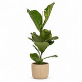 Ficus Lyrata - 60cm, Stylingbeispiel im Übertopf (Übertopf nicht enthalten)