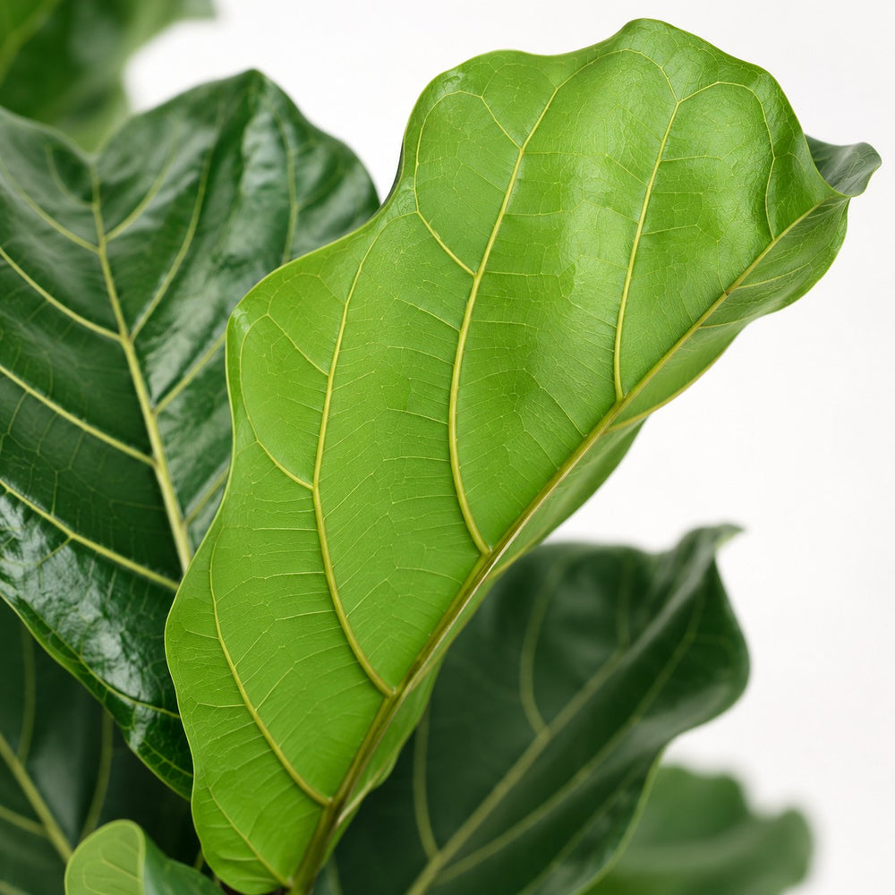 Ficus Lyrata (75cm, Ø17cm), Nahaufnahme Blatt