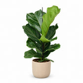 Ficus Lyrata (75cm, Ø17cm), Stylingbeispiel im Übertopf (Übertopf nicht enthalten)