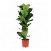 Ficus Lyrata (90cm, Ø21cm) im Kulturtopf
