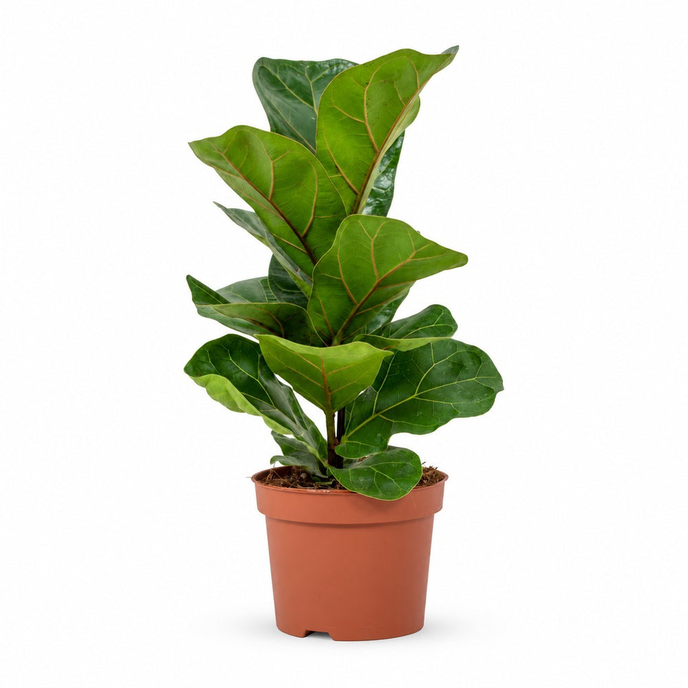 Ficus Lyrata im Kulturtopf