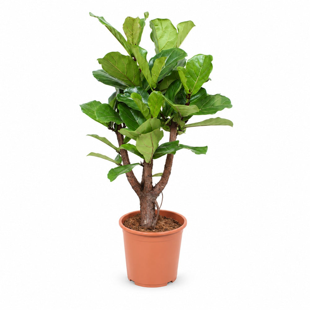 Ficus Lyrata (Verzweigt - 120cm) im Kulturtopf