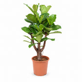 Ficus Lyrata (Verzweigt - 120cm) im Kulturtopf