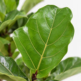 Ficus Lyrata (Verzweigt - 120cm), Nahaufnahme Blatt