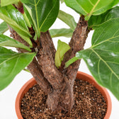 Ficus Lyrata (Verzweigt - 120cm), Nahaufnahme Wuchs und Triebansatz