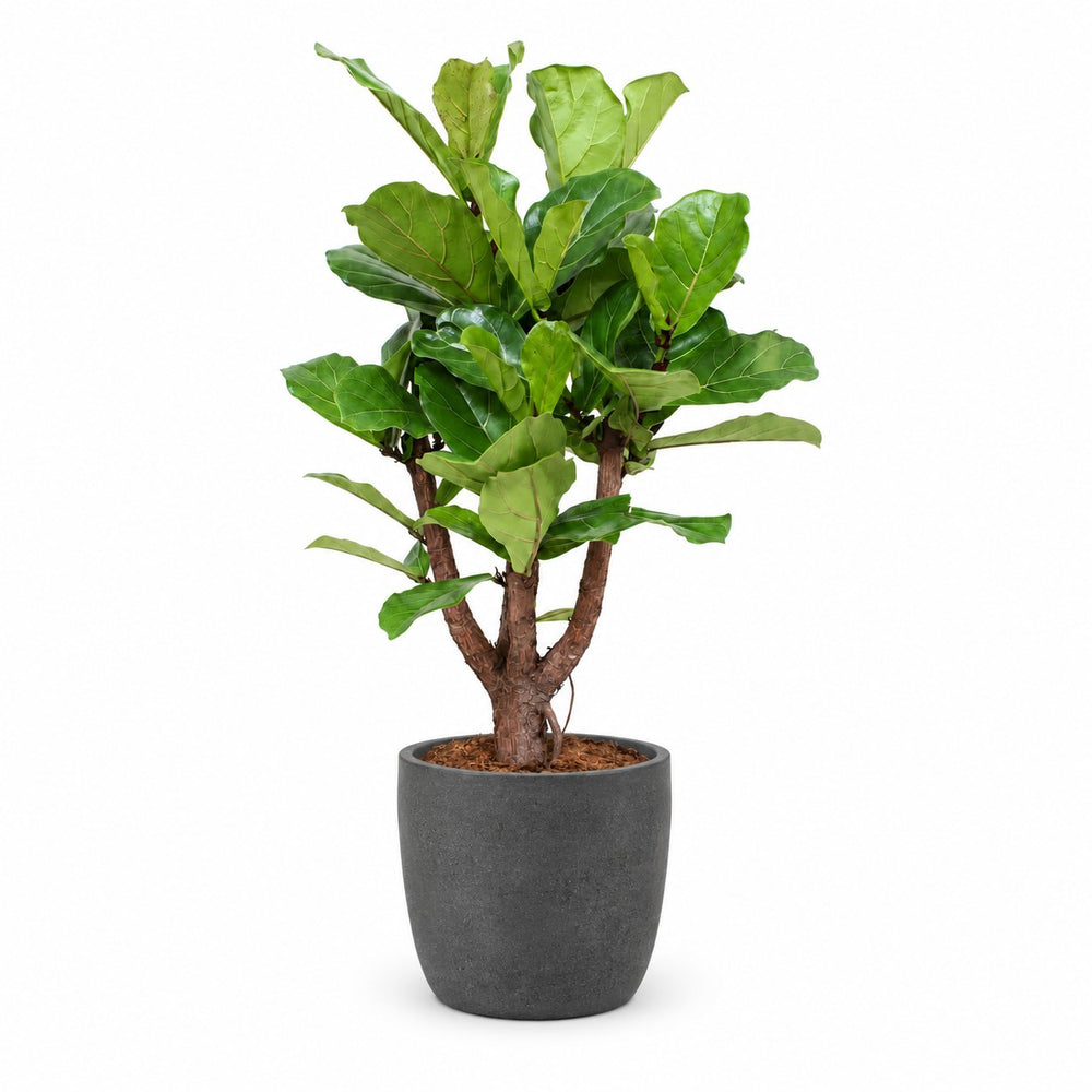 Ficus Lyrata (Verzweigt - 120cm), Stylingbeispiel im Übertopf (Übertopf nicht enthalten)