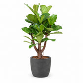 Ficus Lyrata (Verzweigt - 120cm), Stylingbeispiel im Übertopf (Übertopf nicht enthalten)