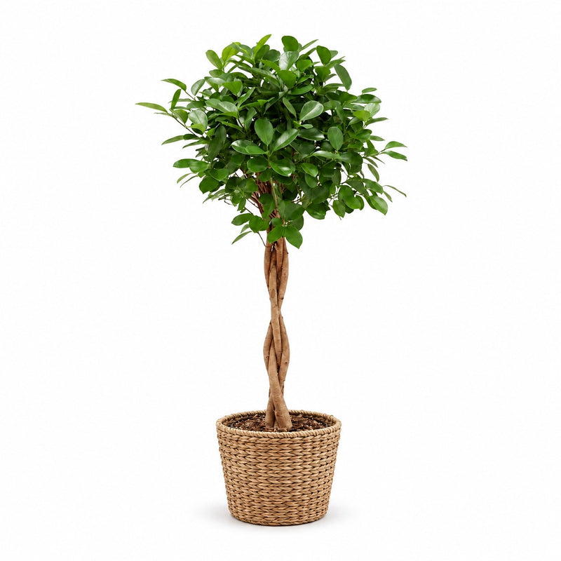 Ficus Microcarpa Moclame Detail