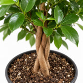 Ficus Microcarpa Moclame, Nahaufnahme Wuchs und Triebansatz