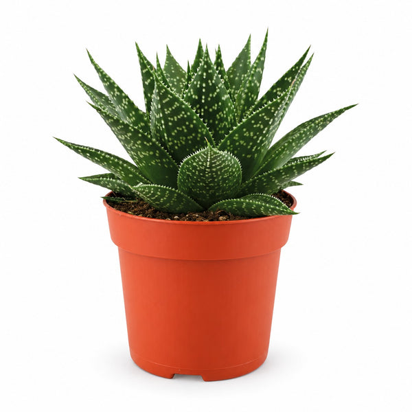 Gasteria Hybride Aurora (15cm, Ø11cm) im Kulturtopf