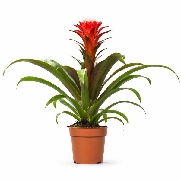 Guzmania Hope (40cm, Ø12cm) im Kulturtopf