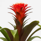Guzmania Hope 40cm im 12cm Topf Nahaufnahme