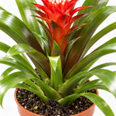 Guzmania Hope, Nahaufnahme Wuchs und Triebansatz
