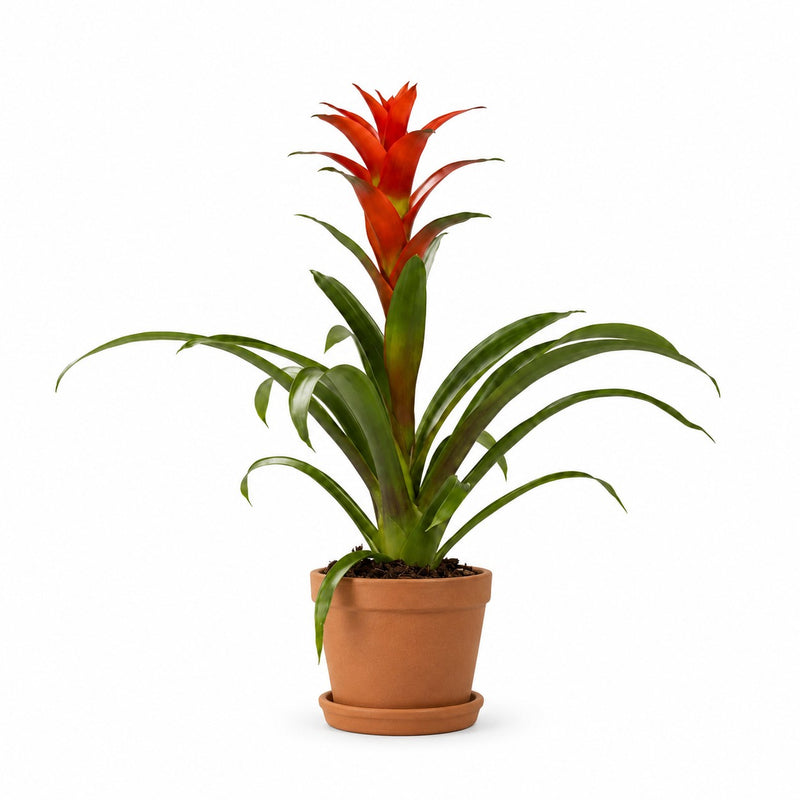 Guzmania Ostara Detail