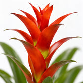 Guzmania Ostara, Nahaufnahme Blatt