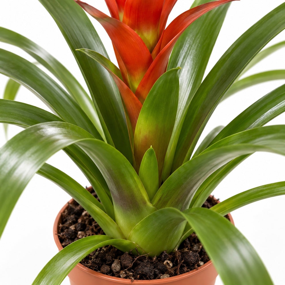Guzmania Ostara, Nahaufnahme Wuchs und Triebansatz