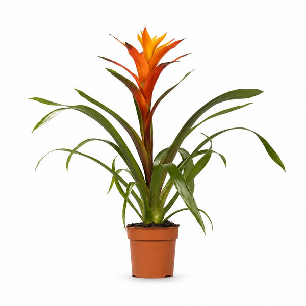 Guzmania Variada (50cm, Ø12cm) im Kulturtopf