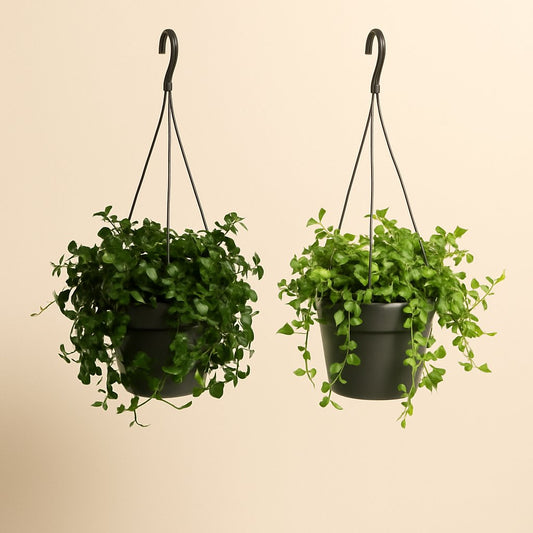Hängepflanzen-Duo - 2 Stück - 25cm