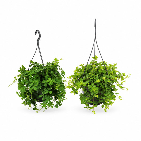 Hängepflanzen-Duo - 2 Stück - 25cm im Kulturtopf