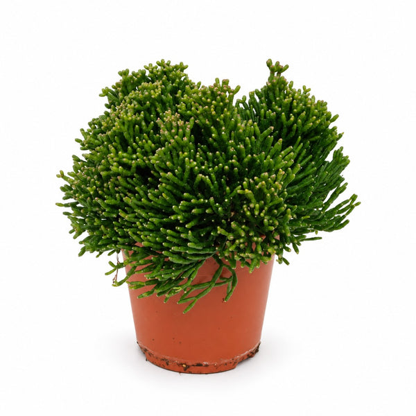 Hatiora Salicornioides - 15cm im Kulturtopf