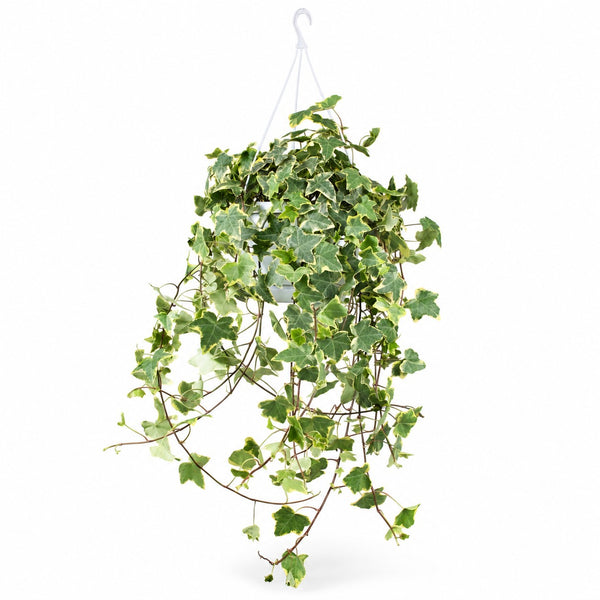 Hedera Helix Gold Child hängend im Kulturtopf