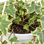 Hedera Helix Gold Child hängend, Nahaufnahme Wuchs und Triebansatz