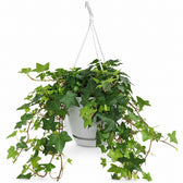 Hedera Helix hängend im Kulturtopf