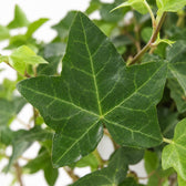 Hedera Helix hängend, Nahaufnahme Blatt