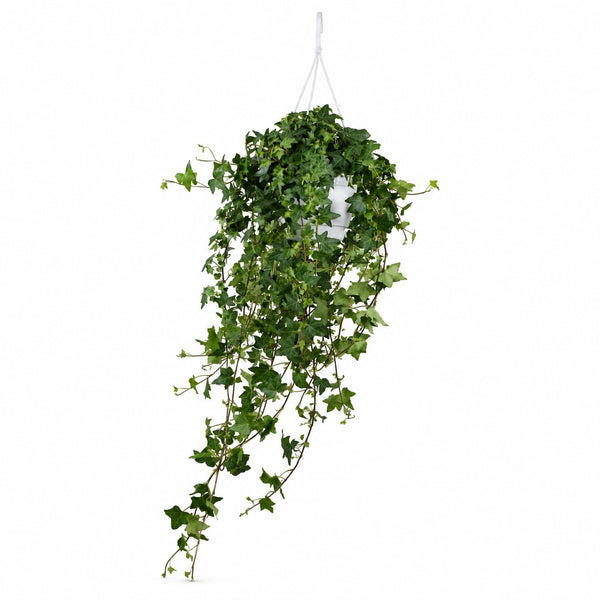Hedera Helix Pittsburgh hängend (Ø17cm) im Kulturtopf