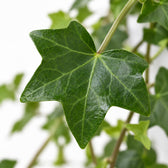 Hedera Helix Pittsburgh hängend (Ø17cm), Nahaufnahme Blatt