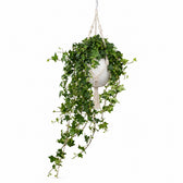 Hedera Helix Pittsburgh hängend (Ø17cm), Stylingbeispiel im Übertopf (Übertopf nicht enthalten)