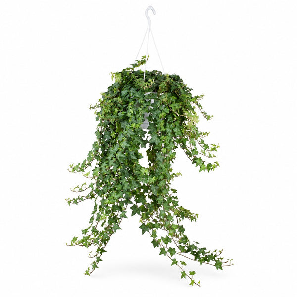 Hedera Helix Pittsburgh hängend (Ø24cm) im Kulturtopf