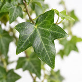 Hedera Helix Pittsburgh hängend (Ø24cm), Nahaufnahme Blatt