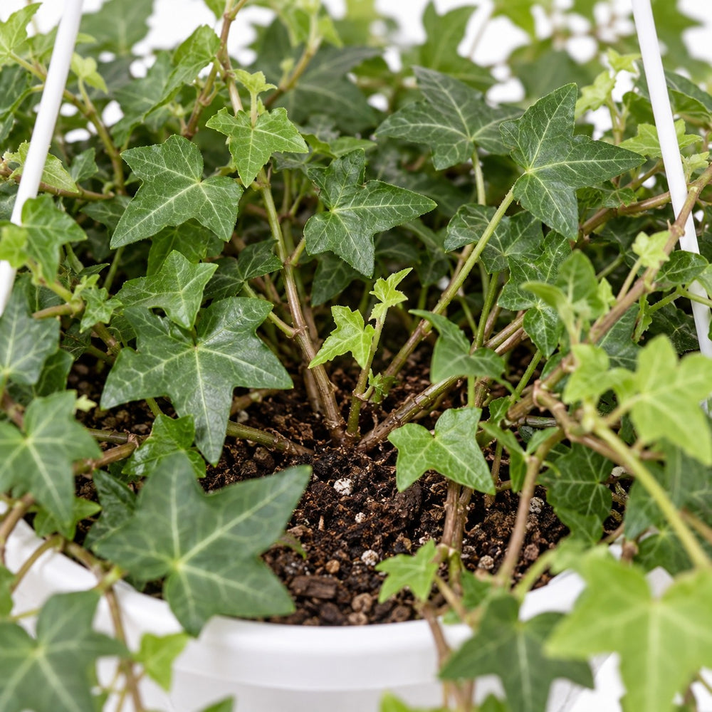 Hedera Helix Pittsburgh hängend (Ø24cm), Nahaufnahme Wuchs und Triebansatz