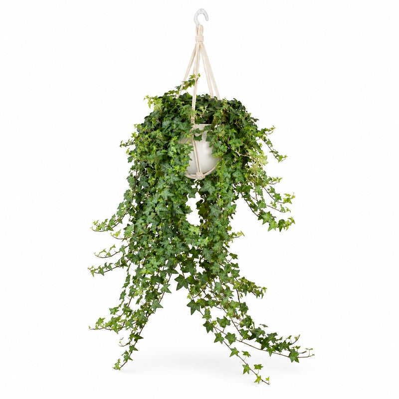 Hedera Helix Pittsburgh hängend (Ø24cm) Detail