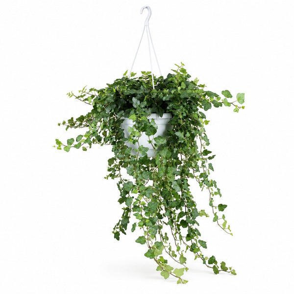 Hedera Wonder Green - 70cm im Kulturtopf