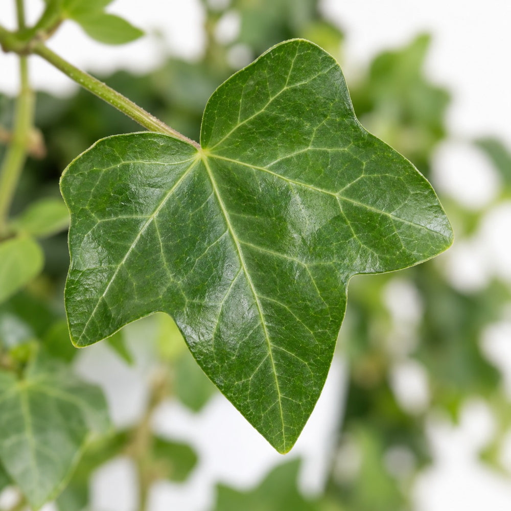 Hedera Wonder Green, Nahaufnahme Blatt