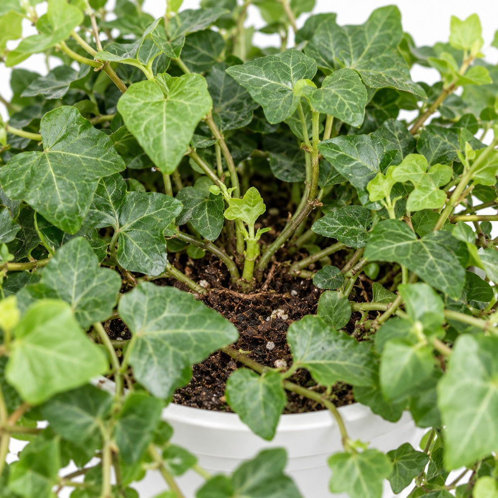 Hedera Wonder Green, Nahaufnahme Wuchs und Triebansatz