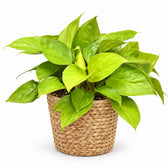 Homalomena Lemon Lime (30cm, Ø15cm), Stylingbeispiel im Übertopf (Übertopf nicht enthalten)